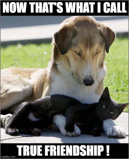 The Best Of Pals ! | NOW THAT'S WHAT I CALL; TRUE FRIENDSHIP ! | image tagged in dogs,cat,friendship | made w/ Imgflip meme maker