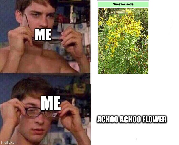 ✨sneezeweed✨ | ME; ME; ACHOO ACHOO FLOWER | image tagged in spiderman glasses,memes,flowers,sneeze,sneezeweed | made w/ Imgflip meme maker