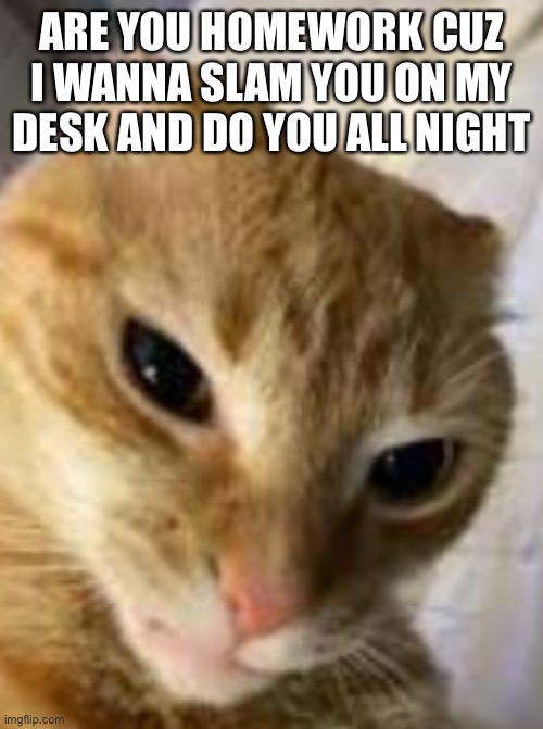 Rizz cat | ARE YOU HOMEWORK CUZ I WANNA SLAM YOU ON MY DESK AND DO YOU ALL NIGHT | image tagged in rizz cat | made w/ Imgflip meme maker