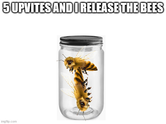 Blank White Template | 5 UPVITES AND I RELEASE THE BEES | image tagged in blank white template | made w/ Imgflip meme maker