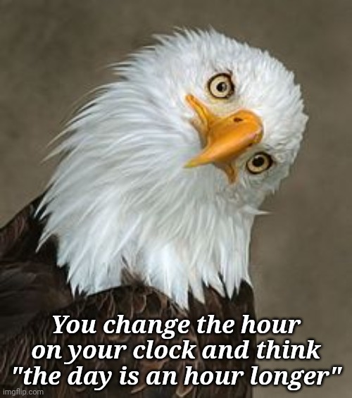 DST dumm | You change the hour on your clock and think "the day is an hour longer" | image tagged in bald eagle tilt | made w/ Imgflip meme maker