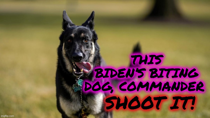 BIDEN DOG-1 | SHOOT IT! THIS BIDEN’S BITING DOG, COMMANDER | image tagged in biden dog-1 | made w/ Imgflip meme maker