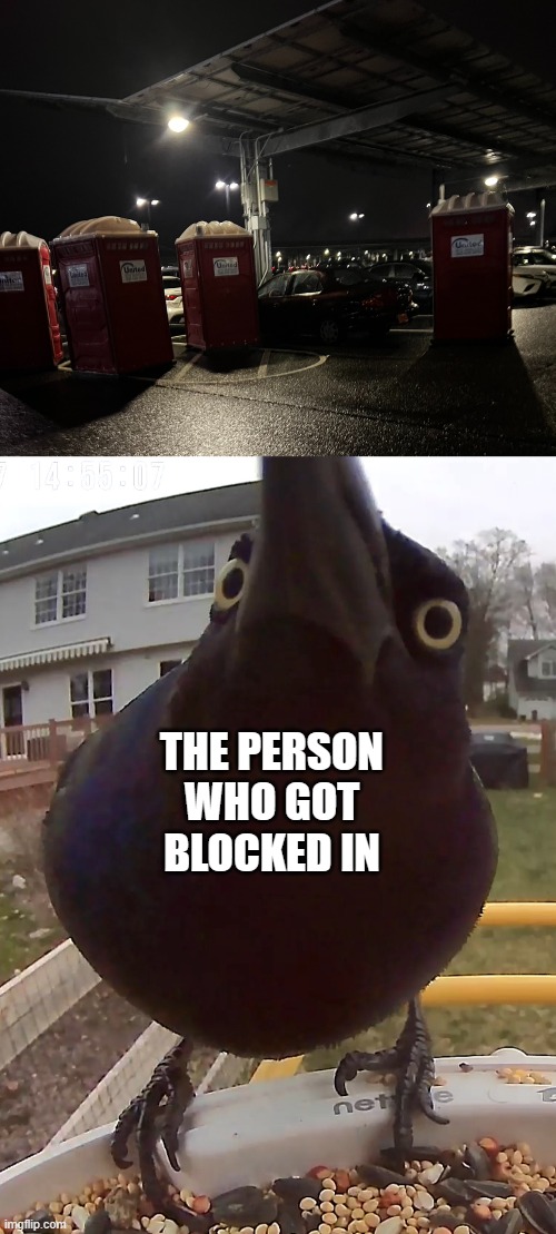I don't know who got blocked in but I can imagine their reaction | THE PERSON WHO GOT BLOCKED IN | image tagged in bird stare,stare,funny,toilet,cars,memes | made w/ Imgflip meme maker