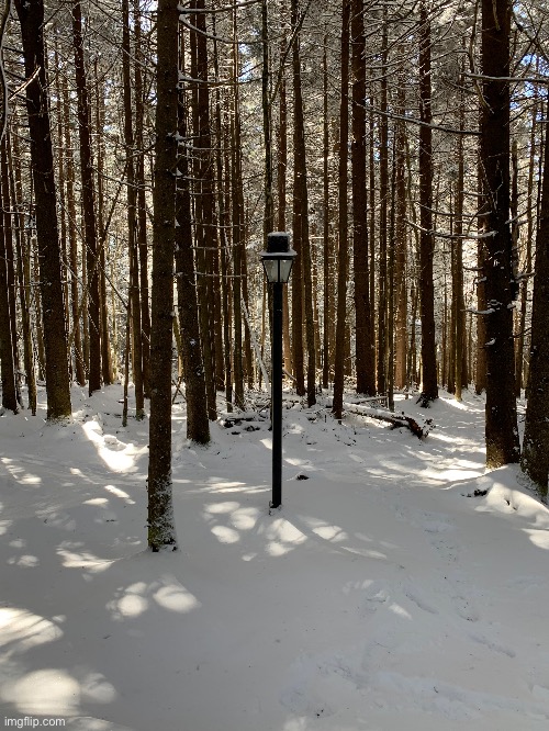 This lamp post in the middle of the woods | image tagged in lamp,woods | made w/ Imgflip meme maker