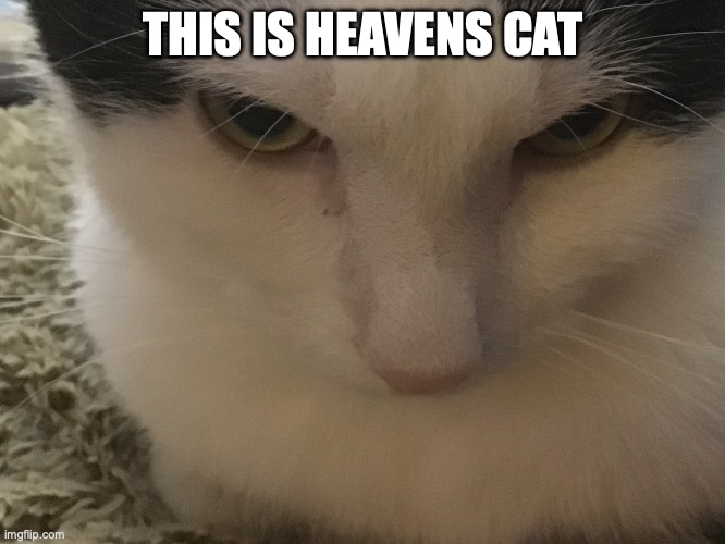 Angry Cat (Heavens Cat) | THIS IS HEAVENS CAT | image tagged in angry cat heavens cat | made w/ Imgflip meme maker