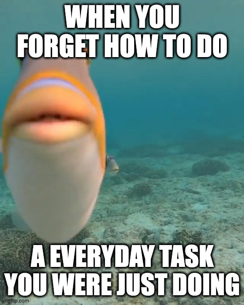 This is so weird | WHEN YOU FORGET HOW TO DO; A EVERYDAY TASK YOU WERE JUST DOING | image tagged in staring fish | made w/ Imgflip meme maker