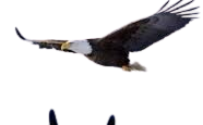 Eagle Meme Template