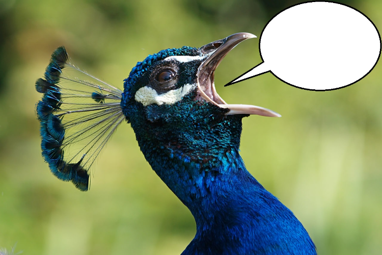 High Quality PEACOCK'S CRYING Blank Meme Template