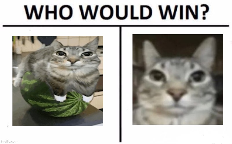 Cat | image tagged in memes,who would win | made w/ Imgflip meme maker