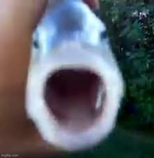 pog fish | image tagged in pog fish | made w/ Imgflip meme maker