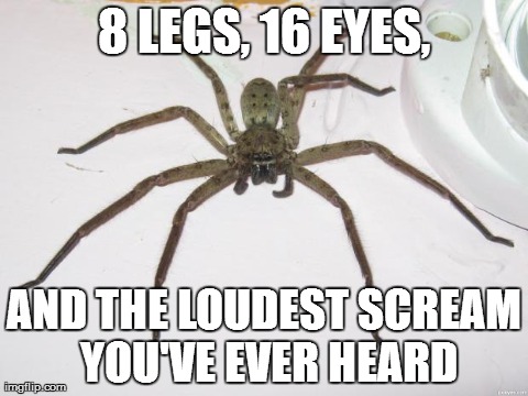 8 LEGS, 16 EYES, AND THE LOUDEST SCREAM YOU'VE EVER HEARD | image tagged in huge spider | made w/ Imgflip meme maker