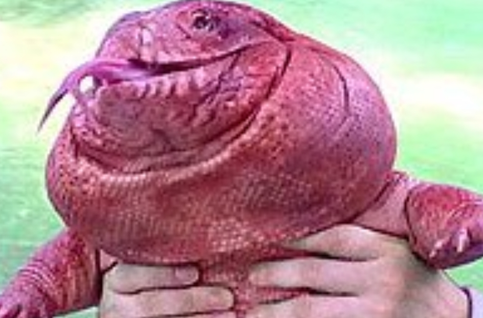 Magaiba Blank Meme Template