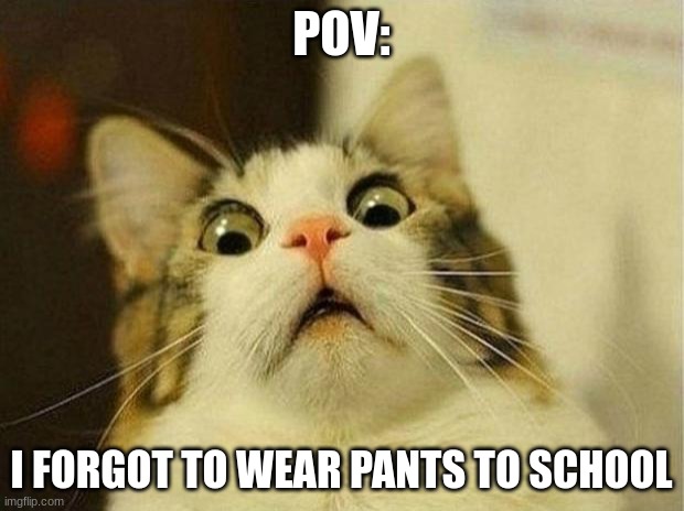 POV: I FORGOT TO WEAR PANTS TO SCHOOL | POV:; I FORGOT TO WEAR PANTS TO SCHOOL | image tagged in memes,scared cat | made w/ Imgflip meme maker