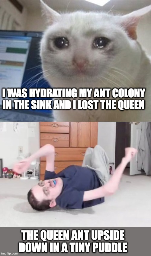 My son lost his queen ant, but I found it by actually looking in the sink | I WAS HYDRATING MY ANT COLONY IN THE SINK AND I LOST THE QUEEN; THE QUEEN ANT UPSIDE DOWN IN A TINY PUDDLE | image tagged in crying cat,ant colony,ant,queen,lost,ricky berwick | made w/ Imgflip meme maker