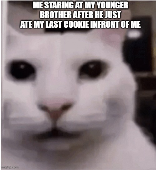 the last cookie be like | ME STARING AT MY YOUNGER BROTHER AFTER HE JUST ATE MY LAST COOKIE INFRONT OF ME | image tagged in cats | made w/ Imgflip meme maker