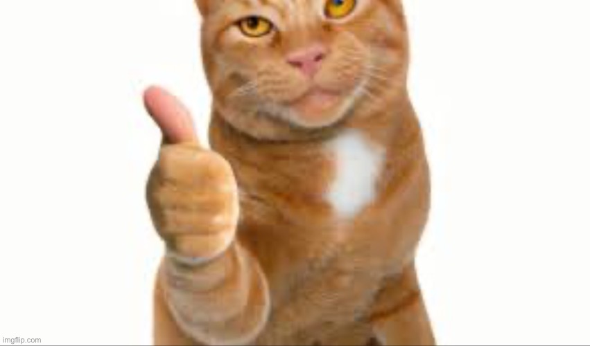 Cat thumbs up | image tagged in cat thumbs up | made w/ Imgflip meme maker