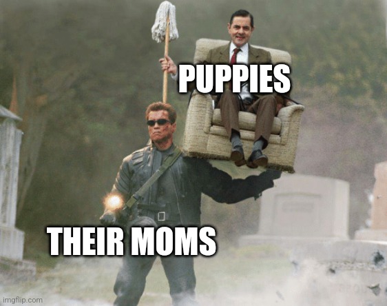 Dog mess with a dog and her pups | PUPPIES; THEIR MOMS | image tagged in arnold schwarzenegger mr bean,dogs,jpfan102504 | made w/ Imgflip meme maker