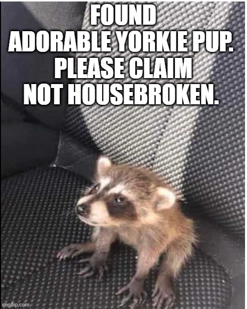 Yorkie Pup | FOUND
ADORABLE YORKIE PUP. 
PLEASE CLAIM
NOT HOUSEBROKEN. | image tagged in funny | made w/ Imgflip meme maker