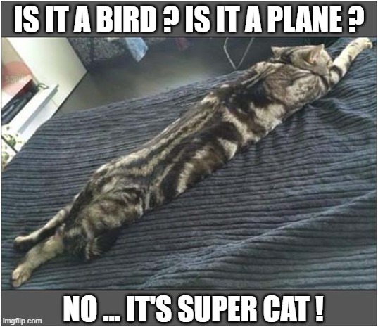 The Perfect Pose ! | IS IT A BIRD ? IS IT A PLANE ? NO ... IT'S SUPER CAT ! | image tagged in cats,superman,pose | made w/ Imgflip meme maker