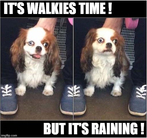 Mixed Emotions ! | IT'S WALKIES TIME ! BUT IT'S RAINING ! | image tagged in dogs,walkies,raining,emotions | made w/ Imgflip meme maker