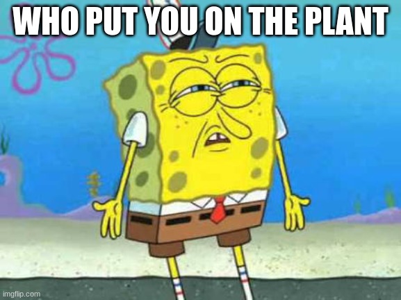 Who put you on the planet | WHO PUT YOU ON THE PLANT | image tagged in who put you on the planet | made w/ Imgflip meme maker