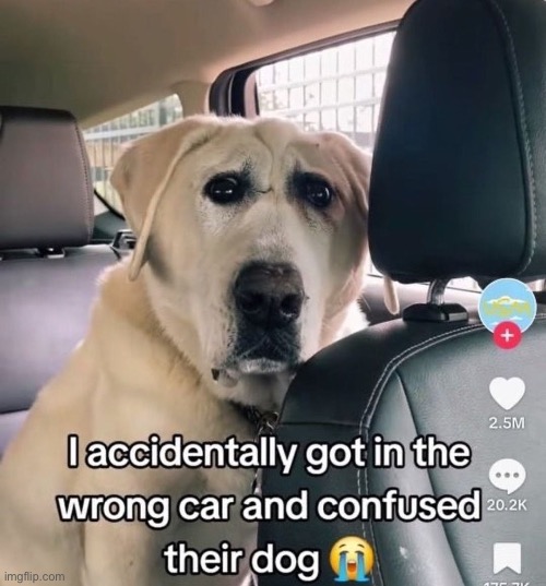 This dog about to speak latin | made w/ Imgflip meme maker