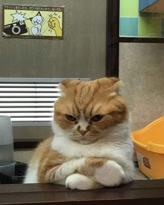 angry cat Blank Meme Template