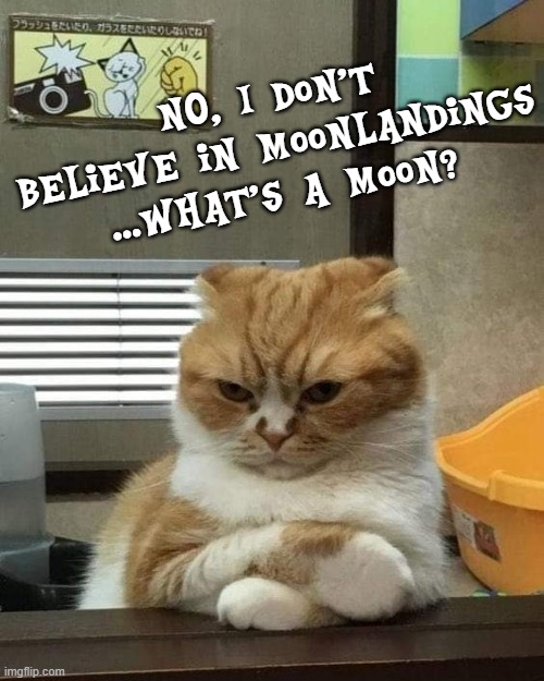 Cat what's a moon? | NO, I don't believe in moonlandings ...What's a moon? | image tagged in angry cat,moon landing | made w/ Imgflip meme maker