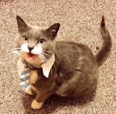 Office cat Blank Meme Template