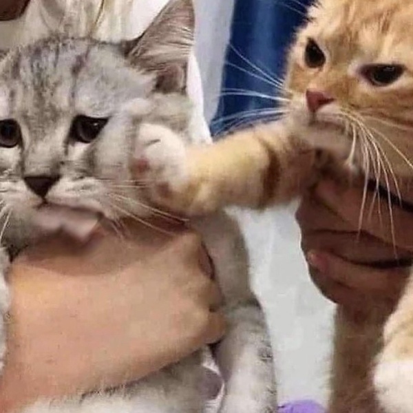 High Quality cat punch Blank Meme Template