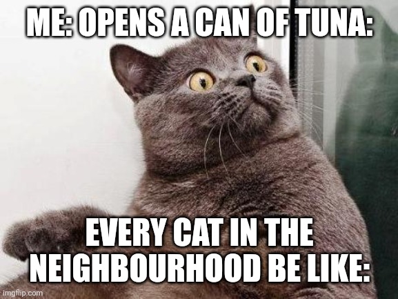 Surprised cat | ME: OPENS A CAN OF TUNA: EVERY CAT IN THE NEIGHBOURHOOD BE LIKE: | image tagged in surprised cat | made w/ Imgflip meme maker