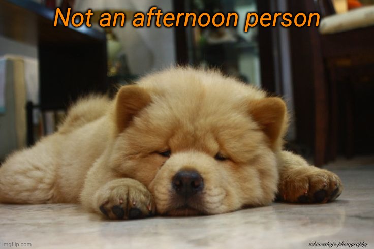 Afternoons suck | Not an afternoon person | image tagged in dog,tired,mornings | made w/ Imgflip meme maker