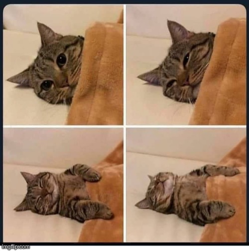 Gn chat | image tagged in sleepy cat | made w/ Imgflip meme maker