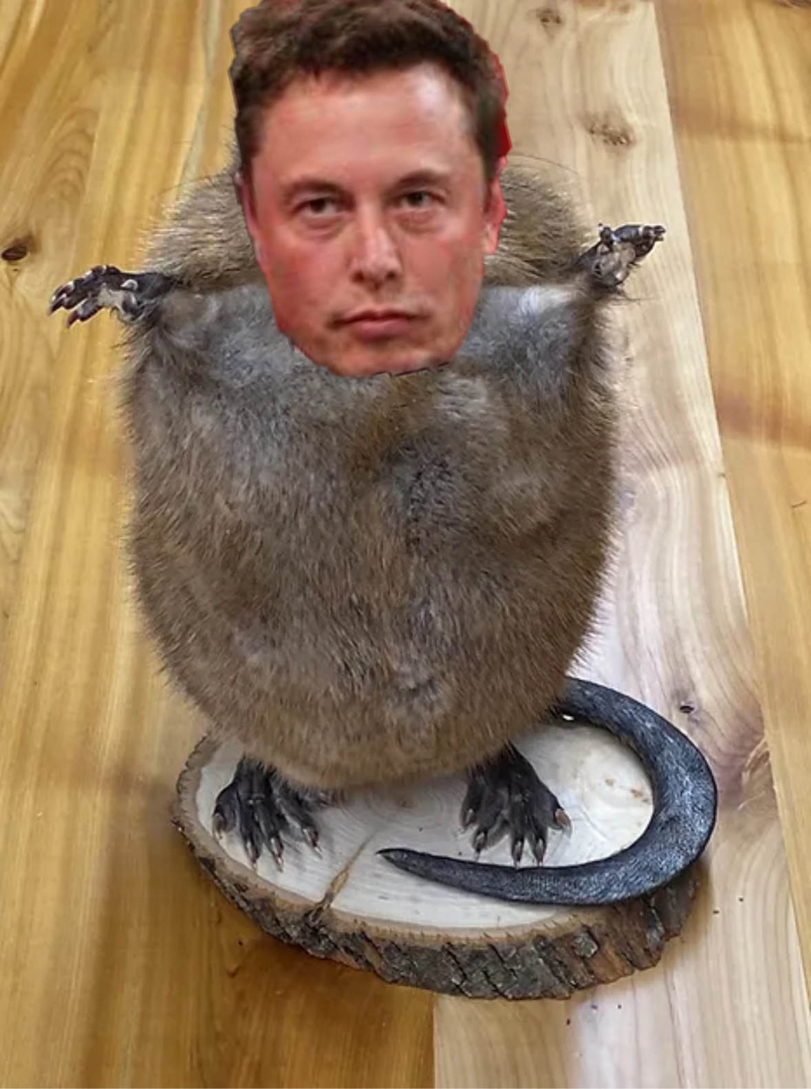 Elon Muskrat Blank Meme Template