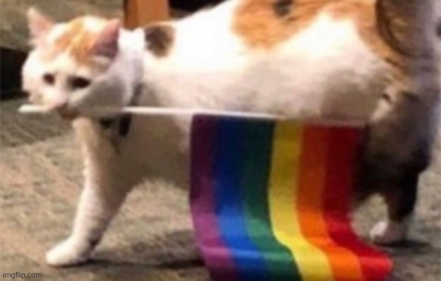 cat is gay | image tagged in gay,gay pride,homosexual,pride,lgbtq,lgbt | made w/ Imgflip meme maker