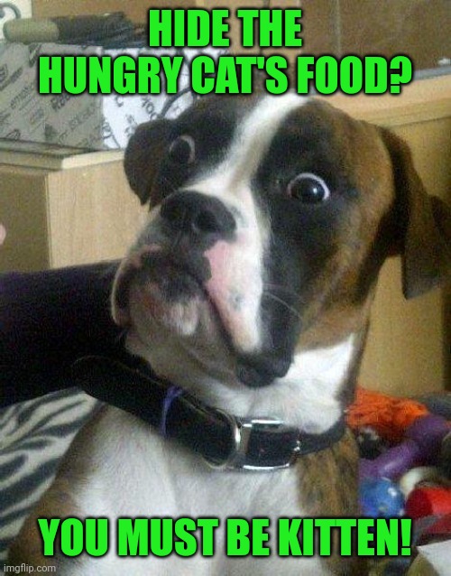 Surprised Dog | HIDE THE HUNGRY CAT'S FOOD? YOU MUST BE KITTEN! | image tagged in surprised dog | made w/ Imgflip meme maker