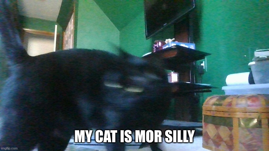 MY CAT IS MOR SILLY | made w/ Imgflip meme maker