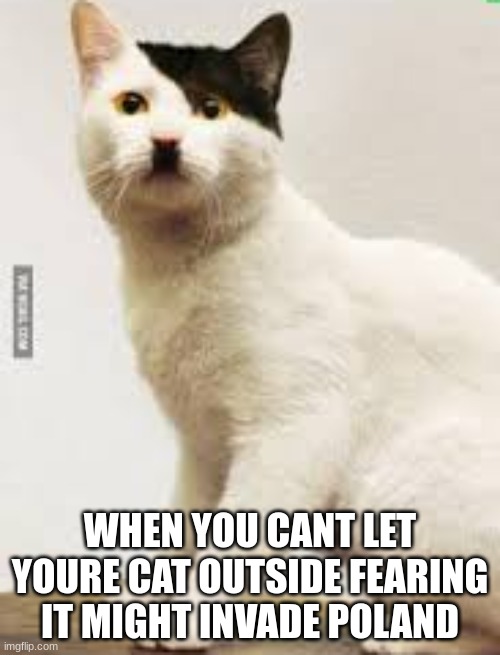 adolf kitler | WHEN YOU CANT LET YOURE CAT OUTSIDE FEARING IT MIGHT INVADE POLAND | image tagged in adolf hitler | made w/ Imgflip meme maker
