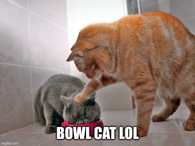 Cat shoving kitten into bowl | BOWL CAT LOL | image tagged in cat shoving kitten into bowl | made w/ Imgflip meme maker