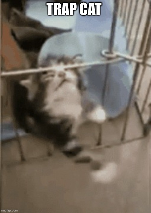 kitten trapped in cage | TRAP CAT | image tagged in kitten trapped in cage | made w/ Imgflip meme maker