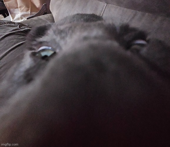 Cat | made w/ Imgflip meme maker