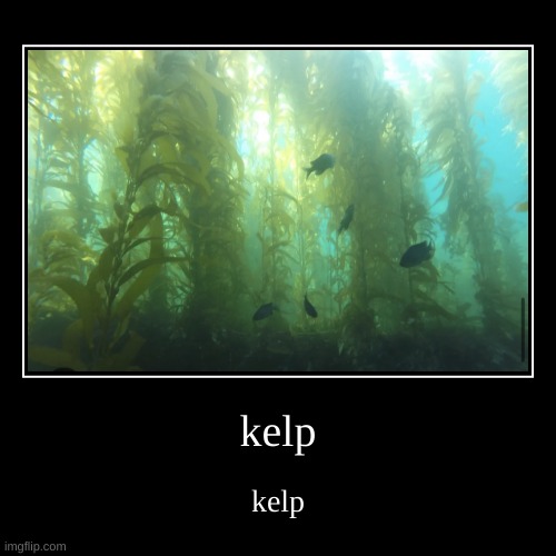 kelp let's just repost kelp kelp | kelp | kelp | image tagged in funny,demotivationals | made w/ Imgflip demotivational maker
