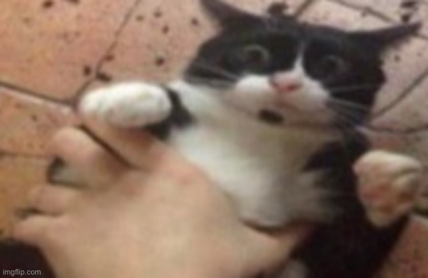 Kitty | image tagged in cat caught in 4k | made w/ Imgflip meme maker