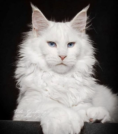High Quality White cat Blank Meme Template