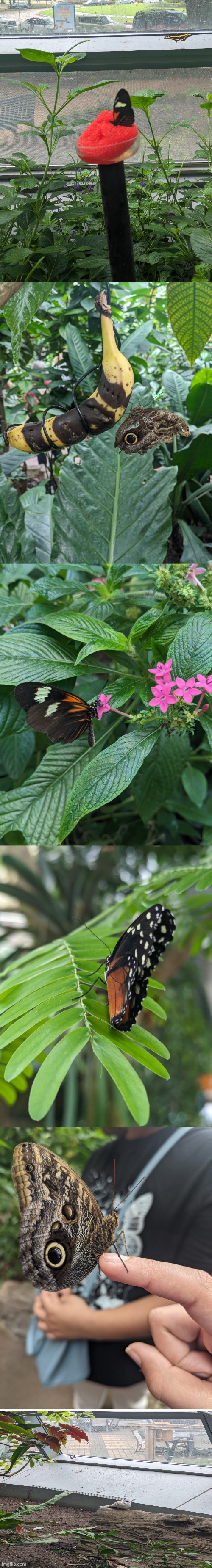 Took some pictures of butterflies and a bird | image tagged in butterfly,photos | made w/ Imgflip meme maker