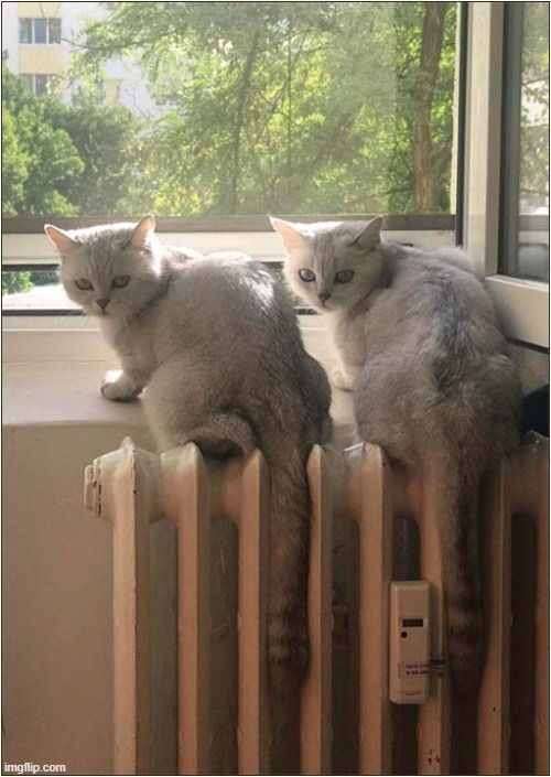 Synchronized Warming ! | image tagged in cats,synchronized,warming | made w/ Imgflip meme maker