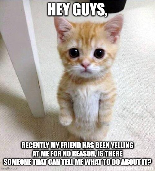 Cute Cat Meme | HEY GUYS, RECENTLY MY FRIEND HAS BEEN YELLING AT ME FOR NO REASON, IS THERE SOMEONE THAT CAN TELL ME WHAT TO DO ABOUT IT? | image tagged in memes,cute cat,funny meme,funny,meme,funny memes | made w/ Imgflip meme maker