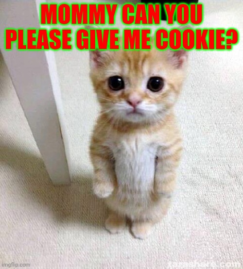 Can you give me cookie? | MOMMY CAN YOU PLEASE GIVE ME COOKIE? | image tagged in memes,cute cat,cookie,cats | made w/ Imgflip meme maker