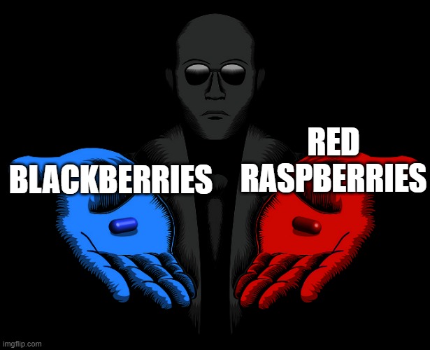 Honestly I'd go with the blackberries since they aren't as sour. | RED RASPBERRIES; BLACKBERRIES | image tagged in red or blue pill you live and learn | made w/ Imgflip meme maker