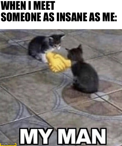 Cats shaking hands | WHEN I MEET SOMEONE AS INSANE AS ME: | image tagged in cats shaking hands | made w/ Imgflip meme maker